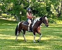 therapy-spotted-saddle-horse