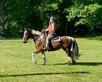 all-around-spotted-saddle-horse