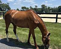 all-around-thoroughbred-horse