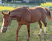 advanced-thoroughbred-horse