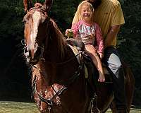 sorrel-belgian-gelding