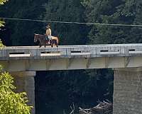 sorrel-gelding-for-sale