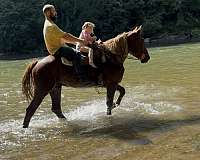 15-hand-belgian-gelding