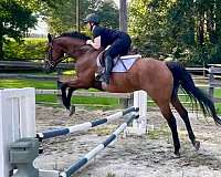 ghja-thoroughbred-horse
