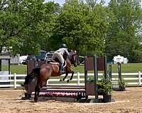 ghja-horse