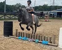 15-hand-mare