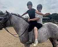 15-hand-draft-horse