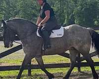 15-hand-draft-mare