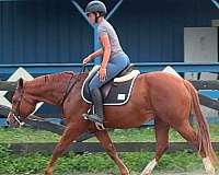 14-hand-pony-gelding