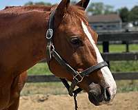 14-hand-pony