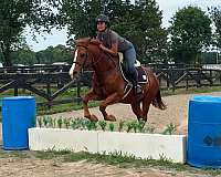 14-hand-gelding