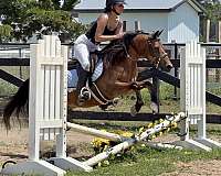 13-hand-pony-gelding
