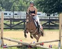 13-hand-pony