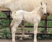 palomino-pennin-horse