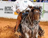trail-quarter-horse