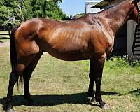 all-around-thoroughbred-horse
