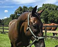 adult-thoroughbred-horse