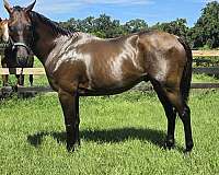 adult-amateur-thoroughbred-horse