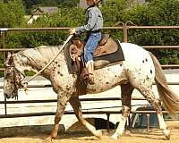 all-around-poa-pony