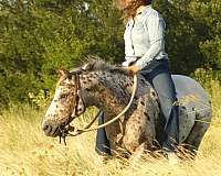 beginner-poa-pony