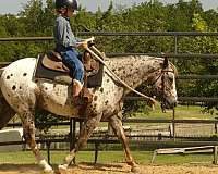 chestnut-appaloosa-pony