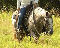 hunter-poa-pony