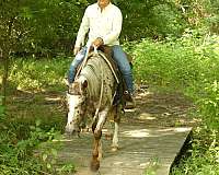 hunter-jumper-poa-pony