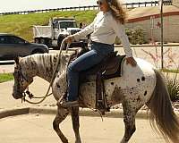 husband-safe-poa-pony