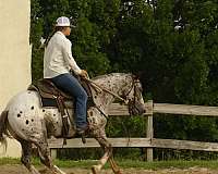 jumper-poa-pony