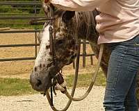 playday-poa-pony