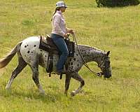 ranch-poa-pony