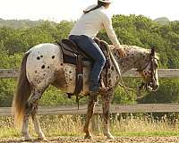 ranch-work-poa-pony