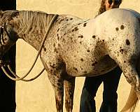 ridden-western-poa-pony
