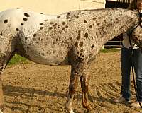 trail-poa-pony