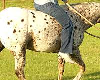 trail-riding-poa-pony