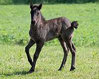 age-icelandic-horse