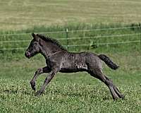 babies-icelandic-horse