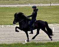 best-icelandic-horse