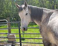 grey-field-hunter-jumper-horse