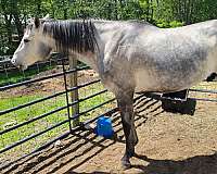 field-hunter-jumper-gelding