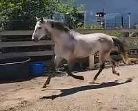 field-hunter-jumper-thoroughbred-horse