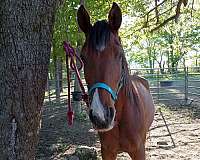 crabbet-gelding