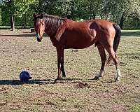 arabian-horse