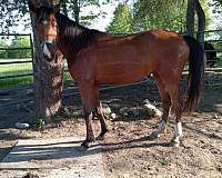 crabbet-arabian-horse