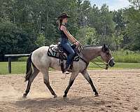 quarter-horse-for-sale