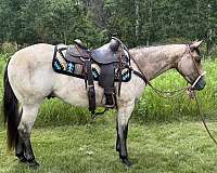 quarter-horse