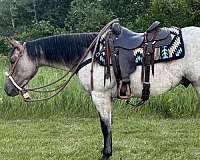 quarter-horse-gelding