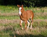 all-around-gypsy-vanner-horse