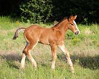 athletic-gypsy-vanner-horse