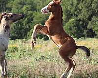 cowboy-mounted-shooting-gypsy-vanner-horse